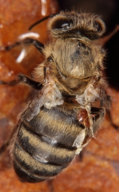 verkrüppelte Honigbiene